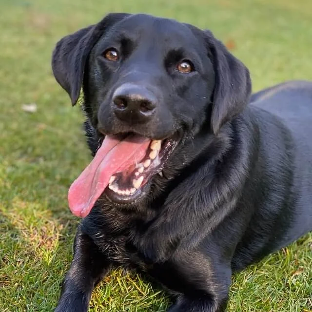 Labrador hypoallergenic sales